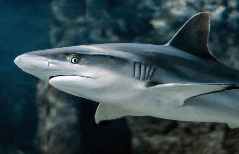Число акул и скатов в океанах сократилось на 71% за последние полвека