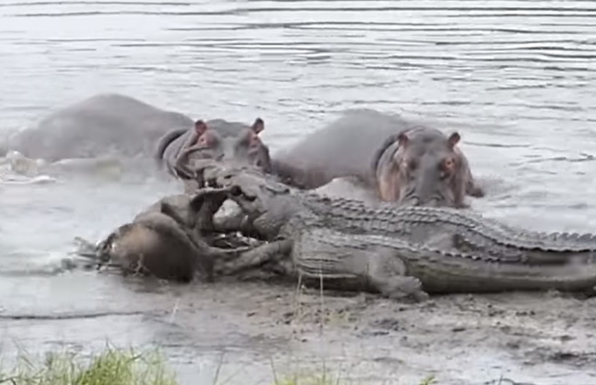 Стадо бегемотов спасло антилопу гну от двух крокодилов