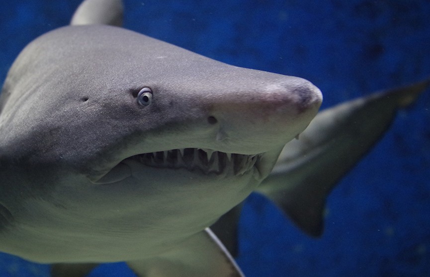 Возле Хургады заметили акулу – власти Египта принимают меры