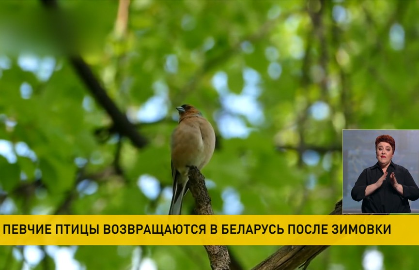 Певчие птицы возвращаются в Беларусь после зимовки