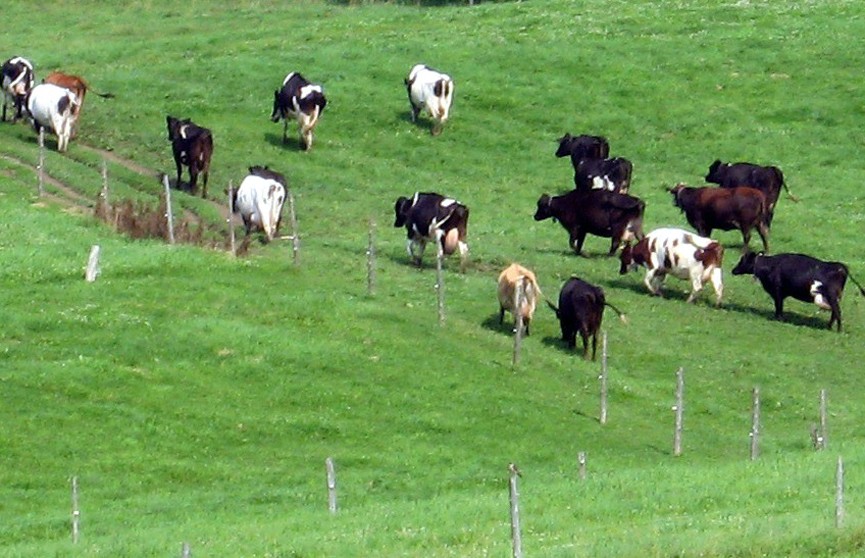 Пастух вместе с коровами нарушил белорусско-украинскую границу