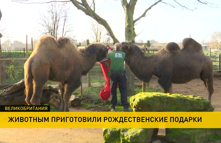 Животные из Лондонского зоопарка получили подарки к Рождеству