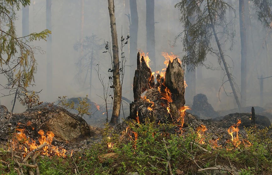 В США оценили ущерб от лесных пожаров на Гавайях в $5,5 млрд