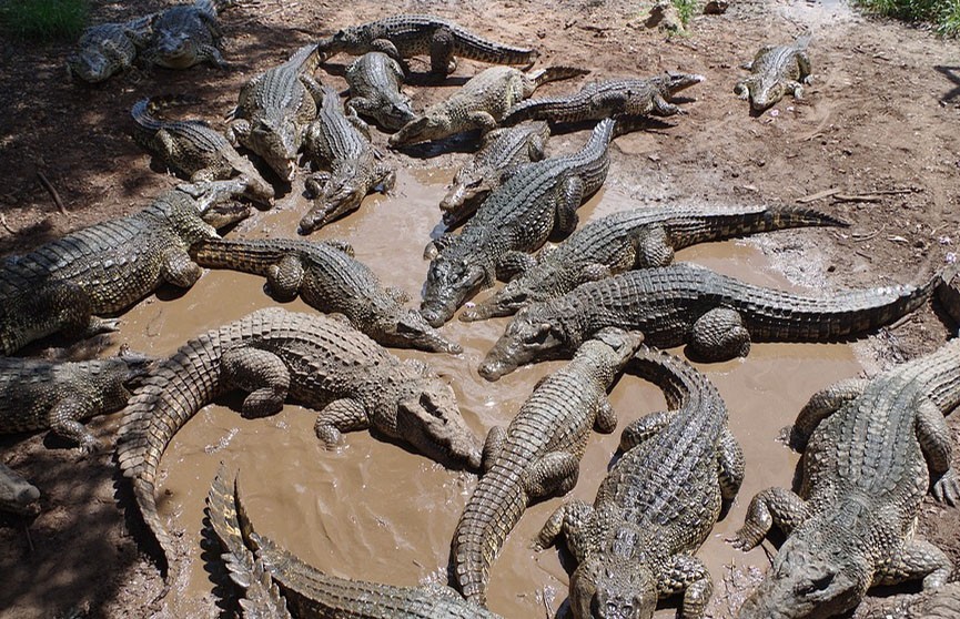 Более 200 крокодилов гуляли по городам Мексики
