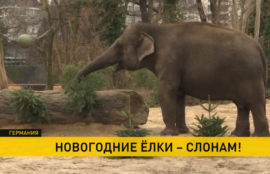 Слоны из Берлинского зоопарка доедают рождественские ели (ВИДЕО)