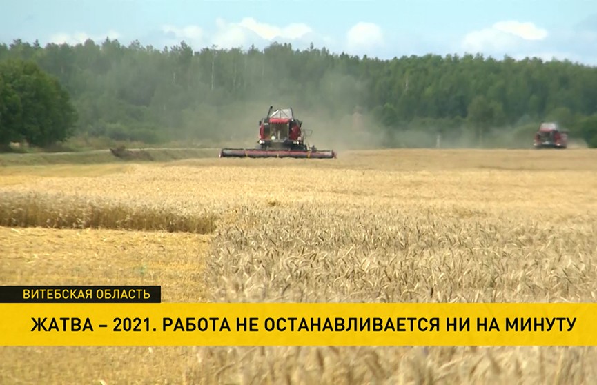 В Витебской области оперативно убирают урожай – некоторые помогают техникой соседям