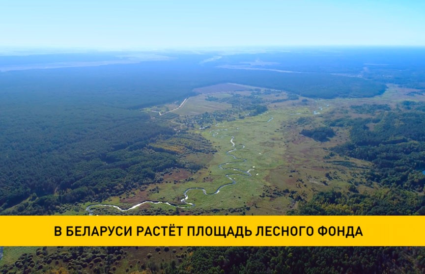 В Беларуси растет площадь лесного фонда