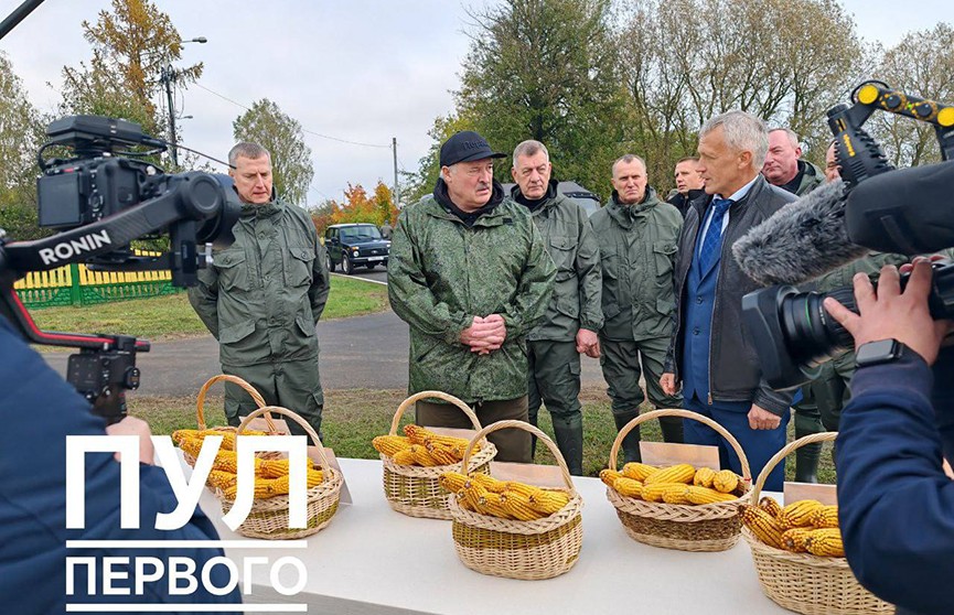 Александр Лукашенко проверяет, как в Шкловском районе выращивают новые сорта кукурузы