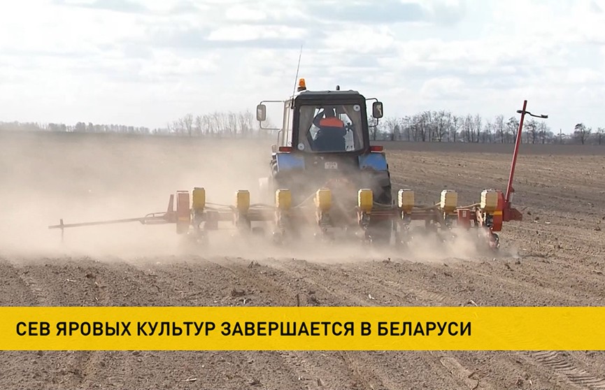 Сев кукурузы завершается в Беларуси
