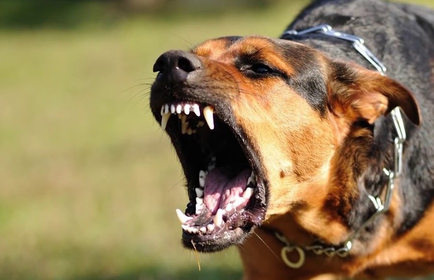Осторожно, злая собака! Советы кинологов, как защитить себя от агрессивной  собаки