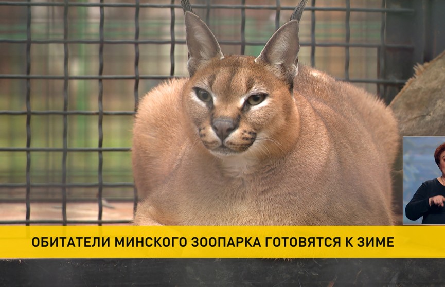 Обитатели Минского зоопарка готовятся к зиме