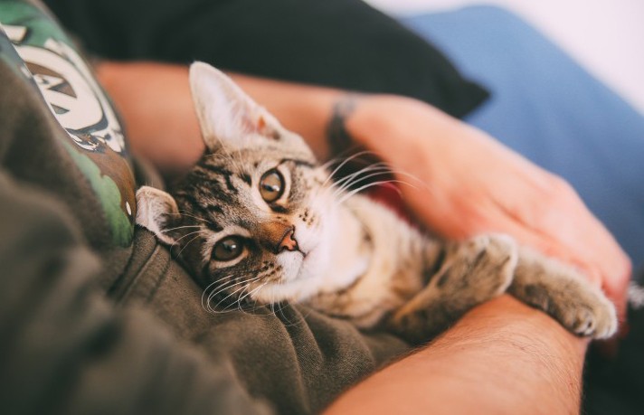 5 способов сохранить здоровье и продлить жизнь домашней кошки