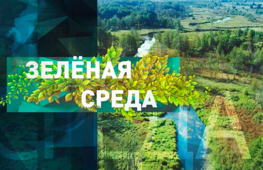 О белорусском опыте по возрождению загрязненных после аварии на ЧАЭС земель – в рубрике «Зеленая среда»