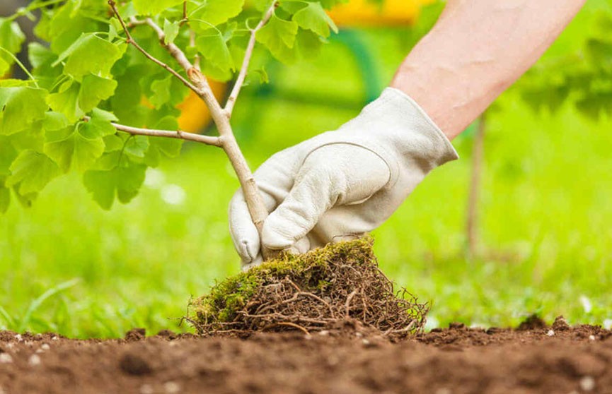 Посадить плодовые деревья правильно. Рубрика «УДачный гид»