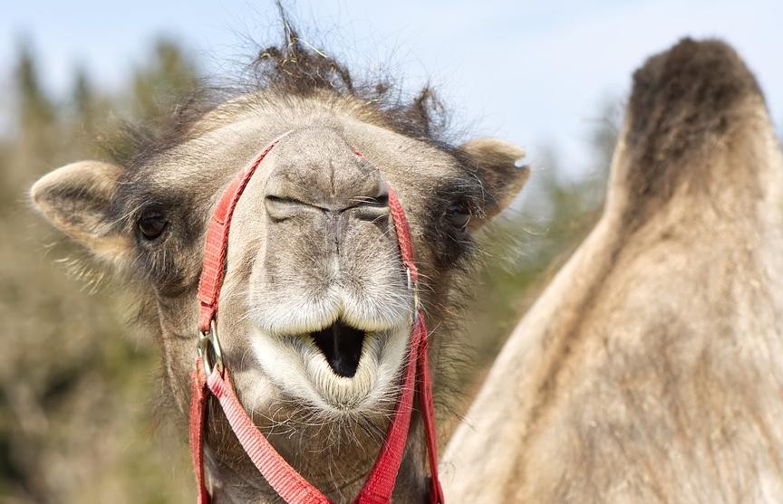 В России продают верблюда Василия «без вредных привычек»