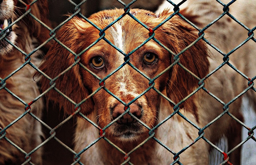 Волонтеры спасли из приюта под Петербургом более 100 собак, которые содержались в ужасных условиях