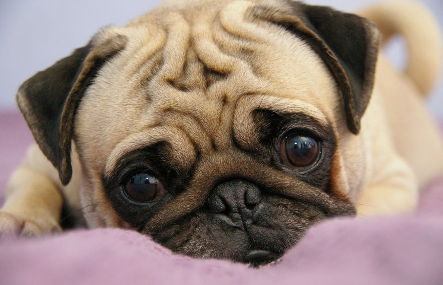 Учёные: грусть в глазах собак – способ манипуляции