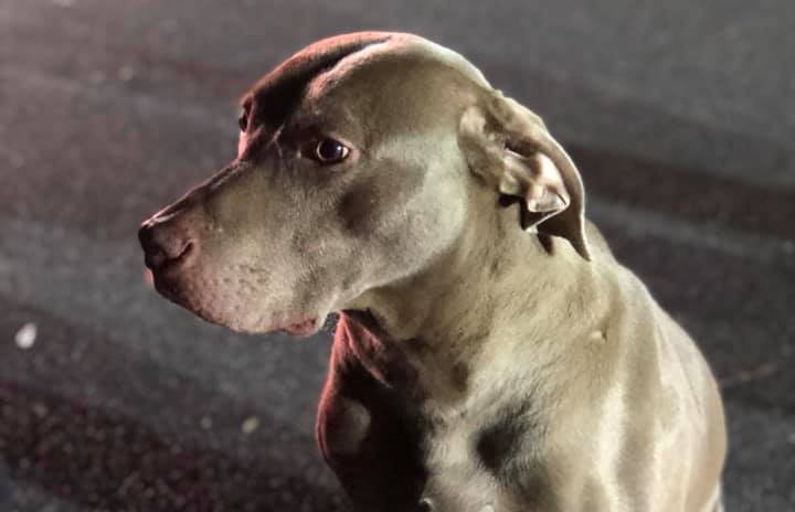Пес спас семью от пожара