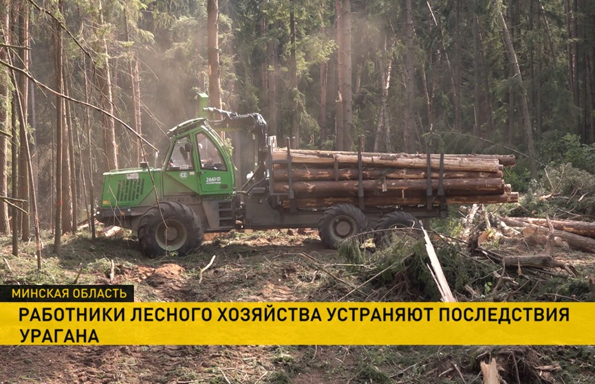 Работники лесного хозяйства устраняют ущерб, причиненный ураганом