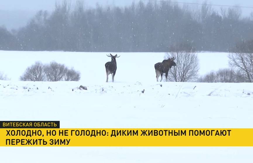 Белорусские егеря помогают животным в морозы и непогоду