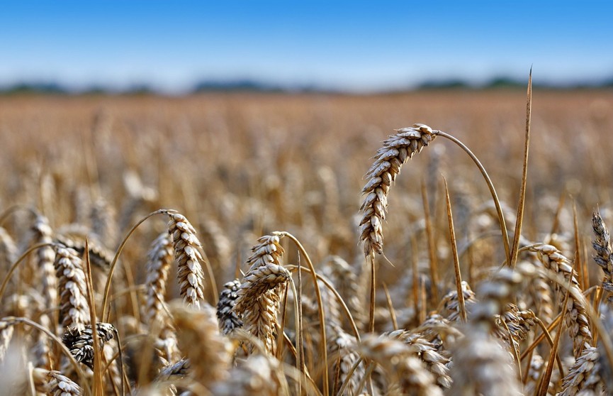 В стране началась массовая уборка зерновых