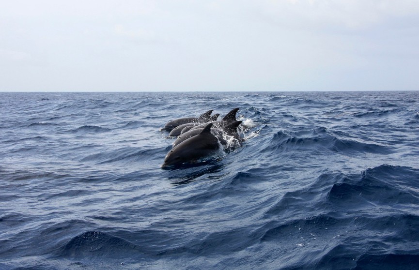 477 черных дельфинов выбросились на берег в Новой Зеландии
