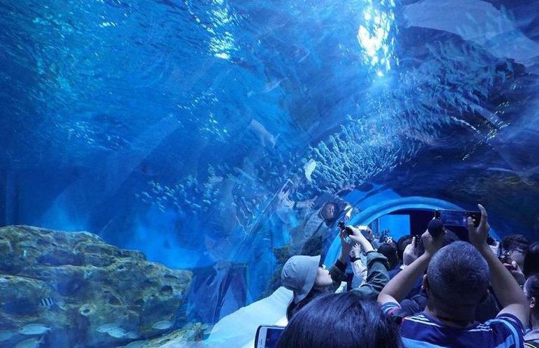 Первый в мире аквариум на высоте 2, 2 тыс. метров над уровнем моря появился в Китае