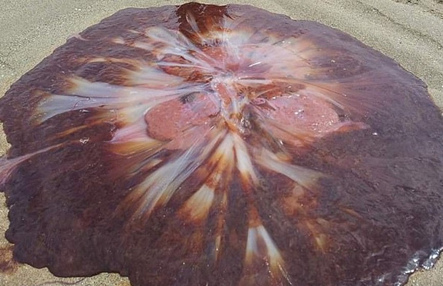 Пятилетняя девочка нашла на пляже самую крупную в мире ядовитую медузу
