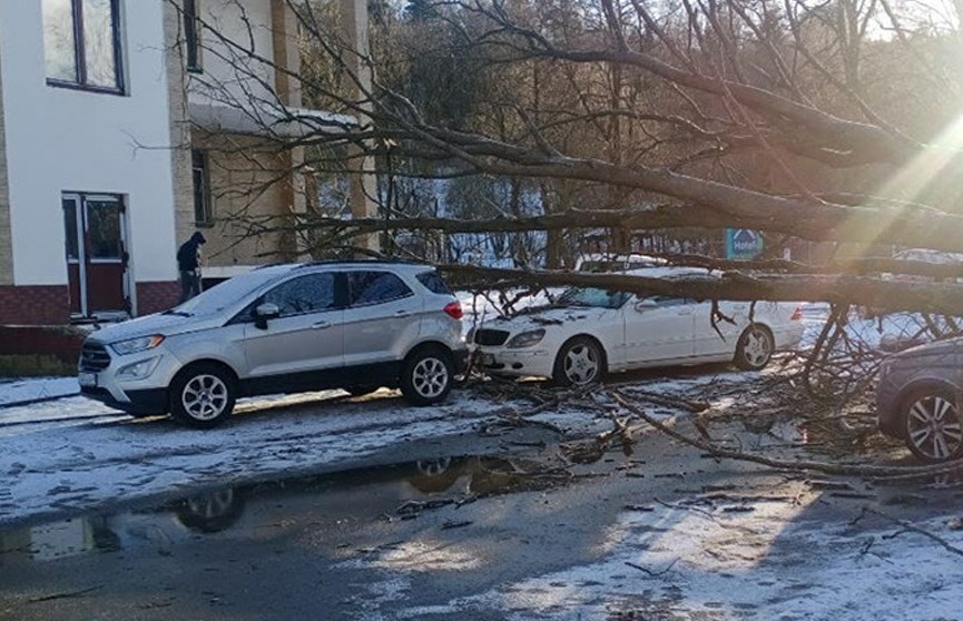 Дерево упало на четыре автомобиля в Раубичах
