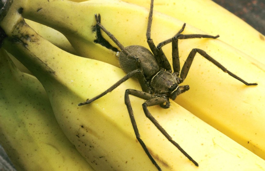 Сотни пауков выползли из лопнувшей грозди бананов:  хозяйке пришлось съехать из дома