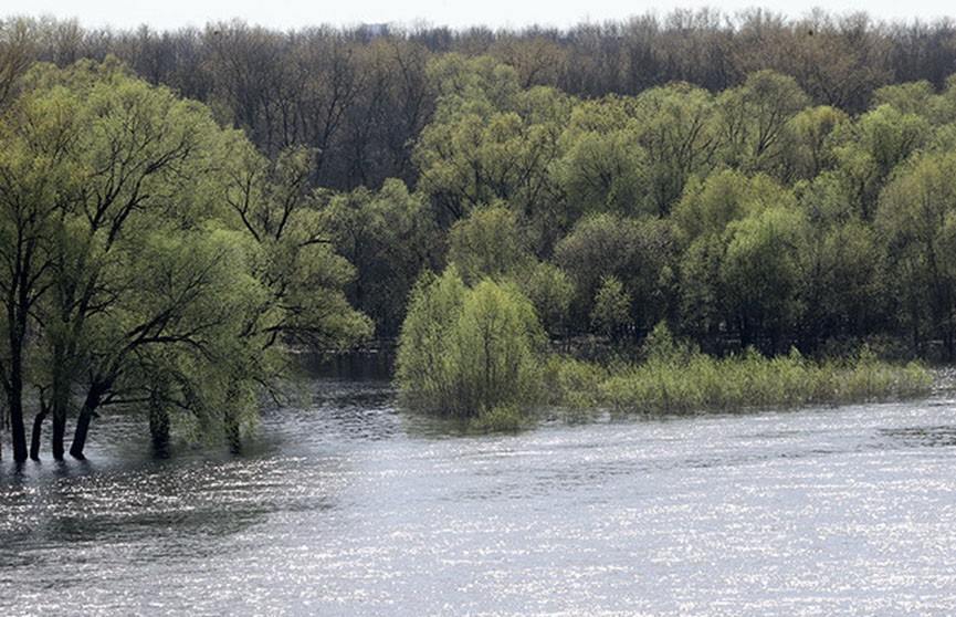Уровень воды на Припяти возле Петрикова превысил опасную высокую отметку