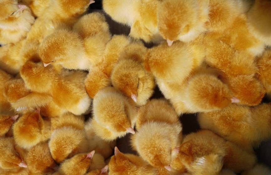 Во время пожара на птицефабрике погибли более 2,3 тысяч цыплят
