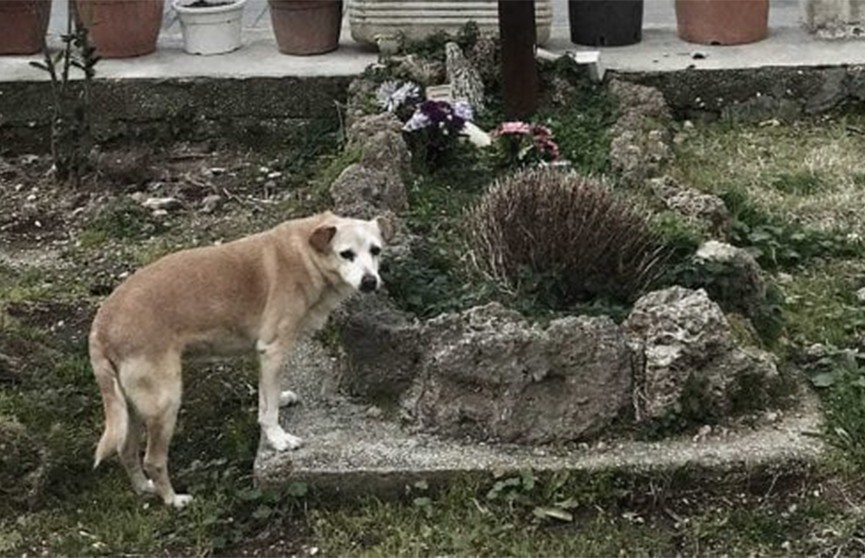 Самый верный друг: в Италии собака 10 лет провела у могилы хозяина и умерла