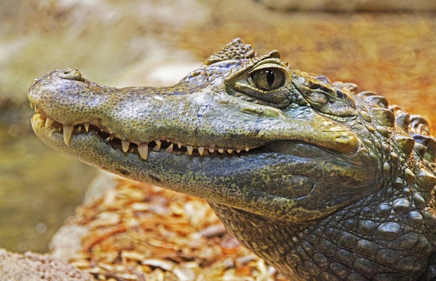 Крокодил открыл для себя прелесть водной горки (ВИДЕО)