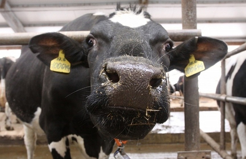 Бригадир сельхозорганизации убила казённую корову, а мясо пыталась продать