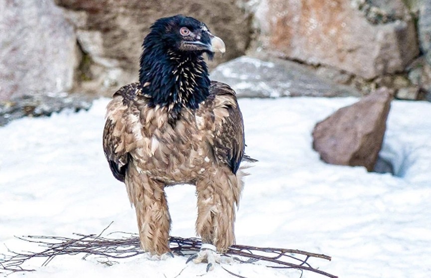 В Московском зоопарке появился гигантский пернатый хищник