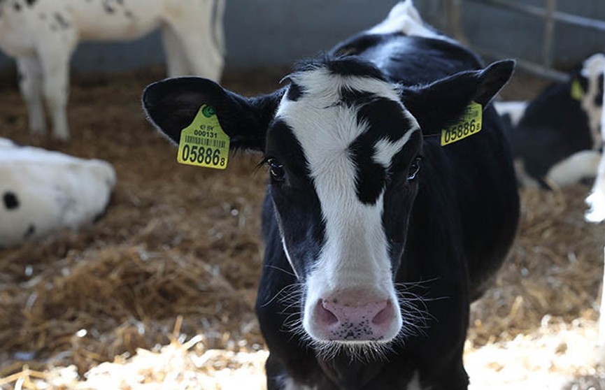 Компания ArkeaBio под контролем Билла Гейтса начала разработку «климатической вакцины» для коров