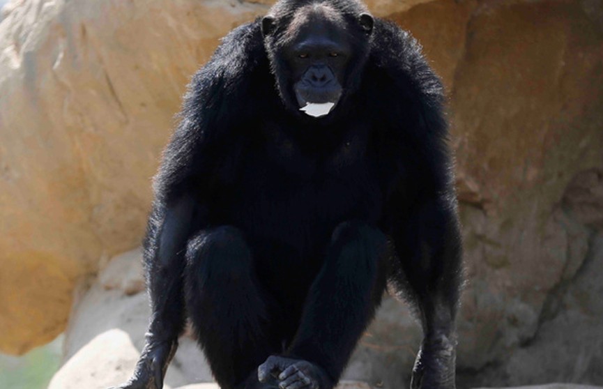 Шимпанзе откусил руку смотрителю зоопарка на глазах у посетителей
