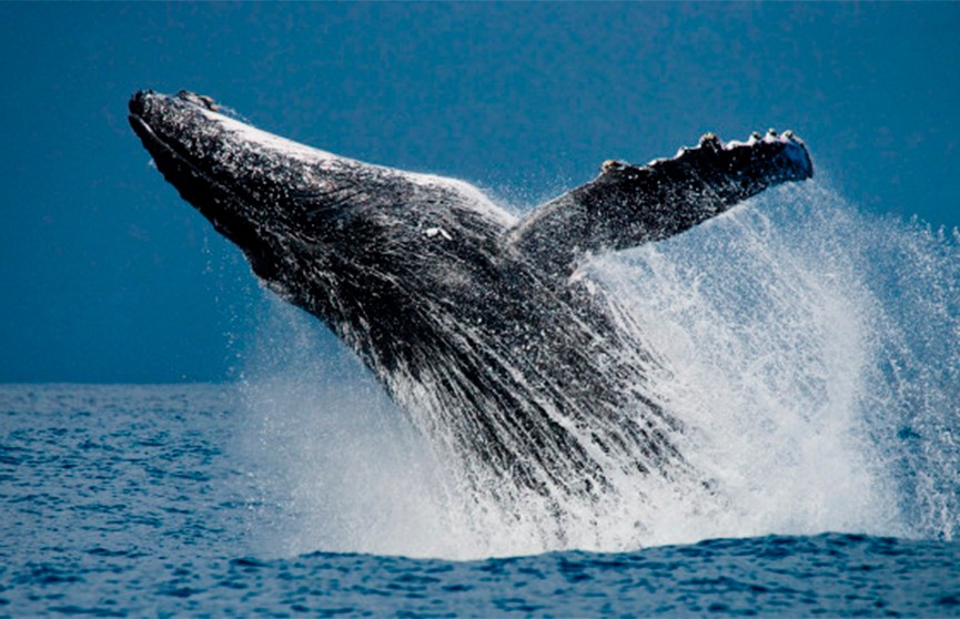 В Индийском океане обнаружили ранее неизвестную популяцию вымирающих синих китов
