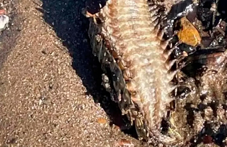 В Шотландии женщина нашла на пляже червя со щупальцами