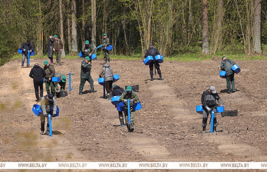 Премьер-министр Беларуси во время Республиканского субботника высаживает лес в Копыльском районе