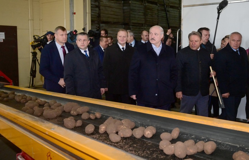 Новые сорта, технологии возделывания, хранение, переработка. Лукашенко посетил предприятие с самой высокой урожайностью картофеля в стране