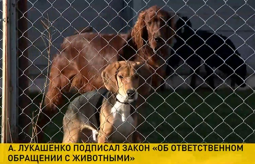 Александр Лукашенко подписал закон «Об ответственном обращении с животными»