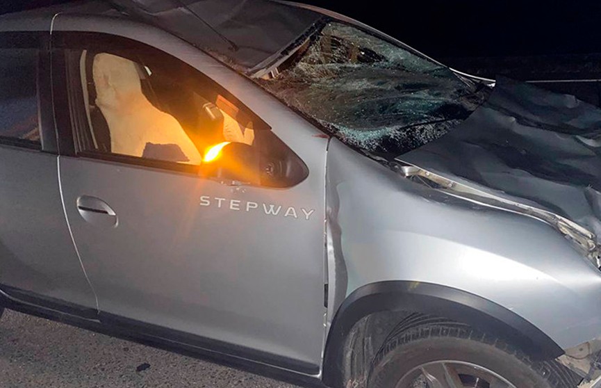 В Минском районе автомобиль сбил лося