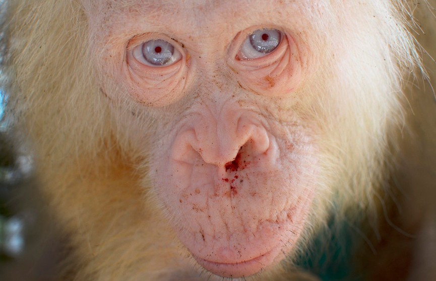 Единственного в мире орангутана-альбиноса отпустили на волю в Индонезии