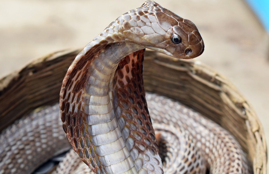Заклинатели змей вооружились рептилиями и ограбили айтишника