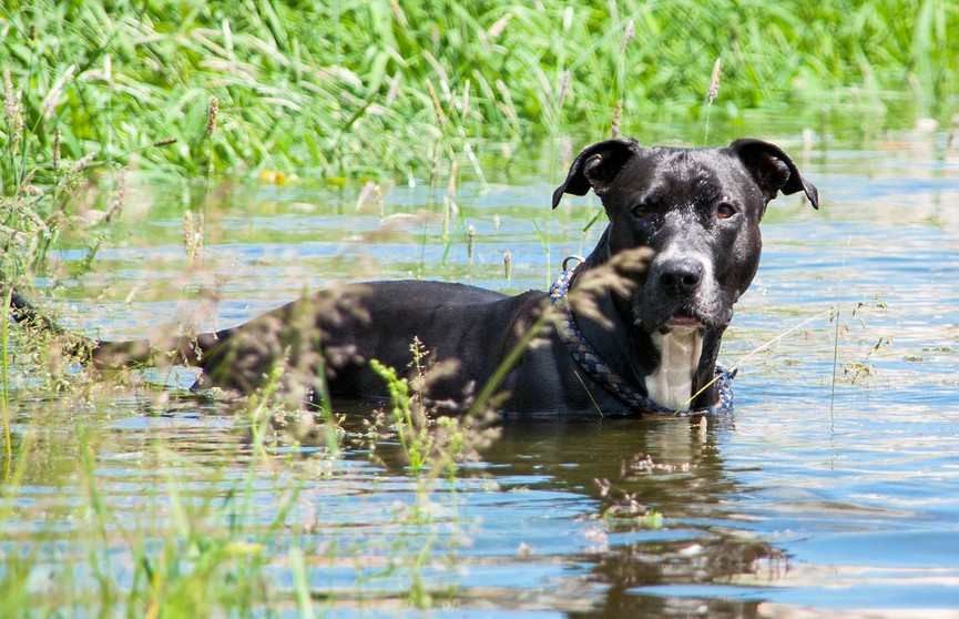 Хотите поднять себе настроение? Посмотрите, что делает собака, обожающая водные процедуры! Такого вы еще не видели!(ВИДЕО)