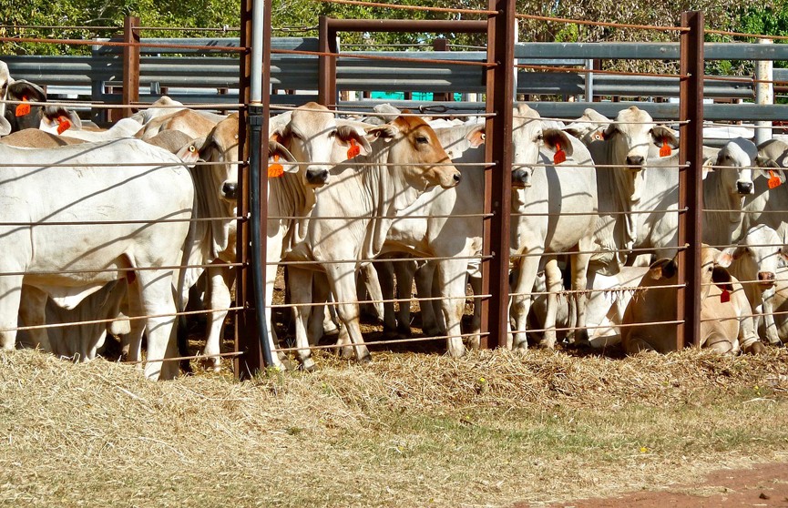 Высокопатогенный вирус был обнаружен в молоке коров в США