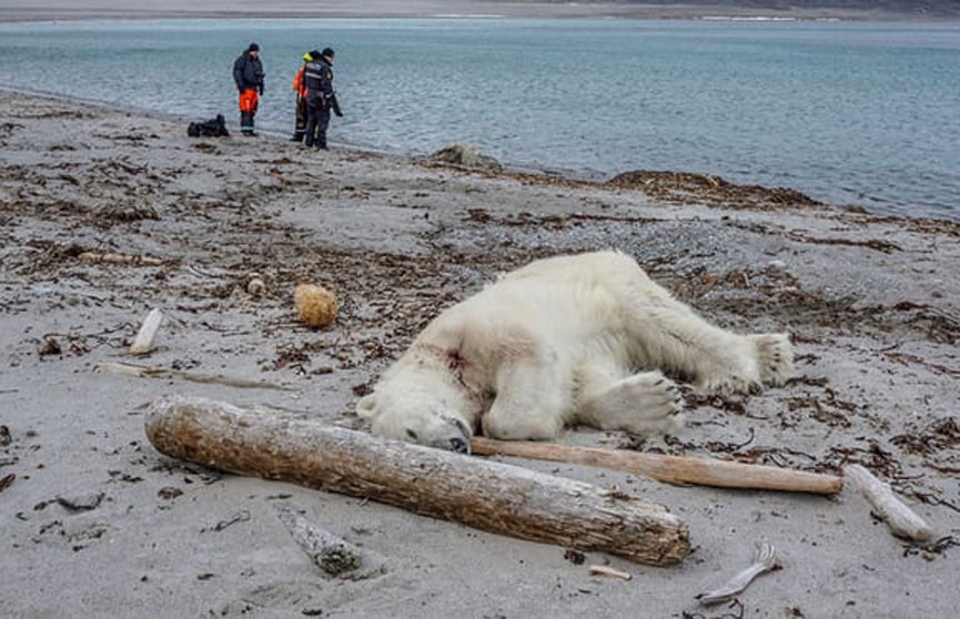 В Норвегии охранник туристического судна застрелил белого медведя
