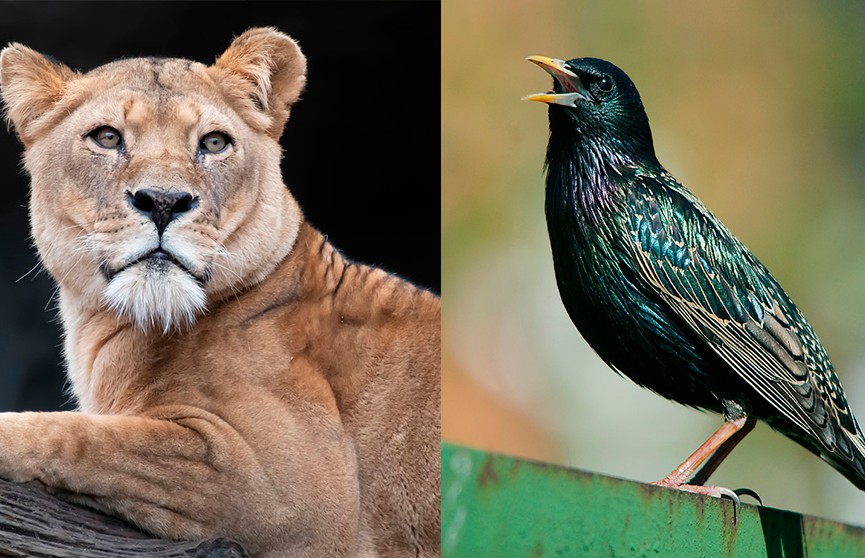 Давай жить дружно: смотрите, как львица поделилась обедом с птичкой в гродненском зоопарке (ВИДЕО)
